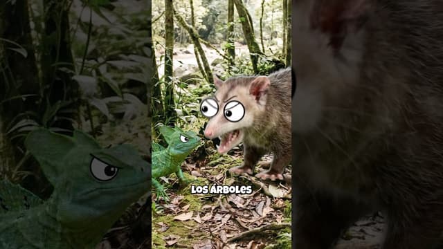 Miniatura: Cómo algunos animales consiguen caminar sobre el agua
