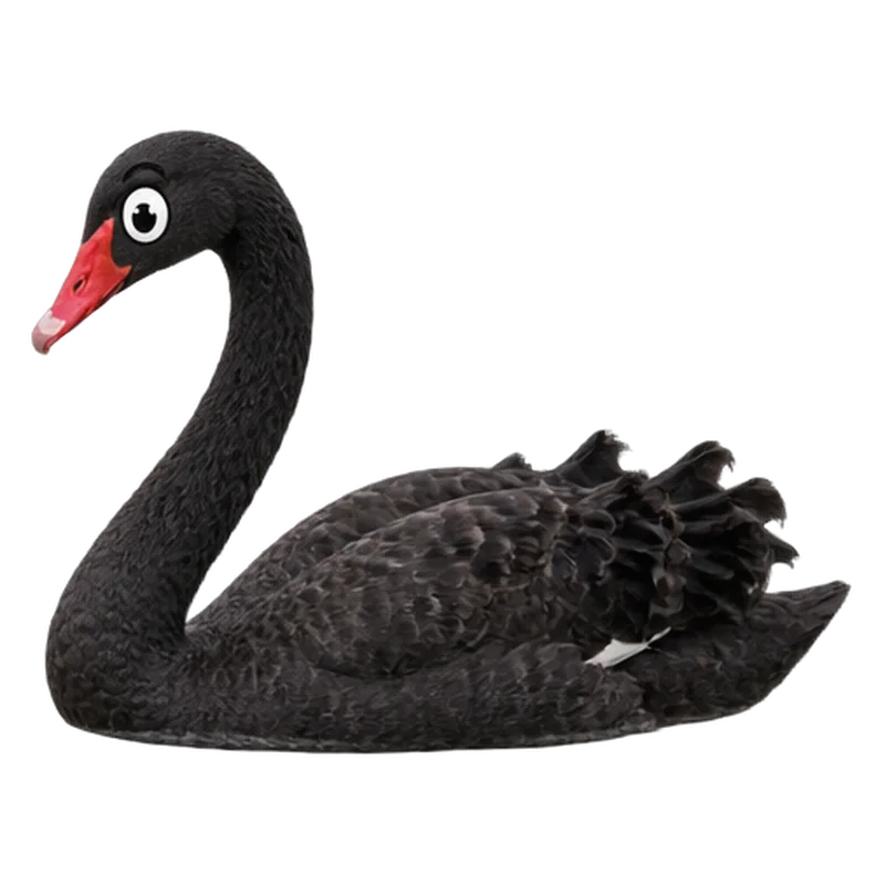 Cisne negro (Cygnus atratus) con ojos saltones, ilustración de GabSolf