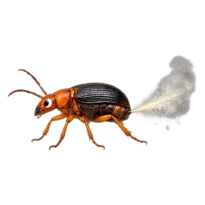 Escarabajo bombardero
