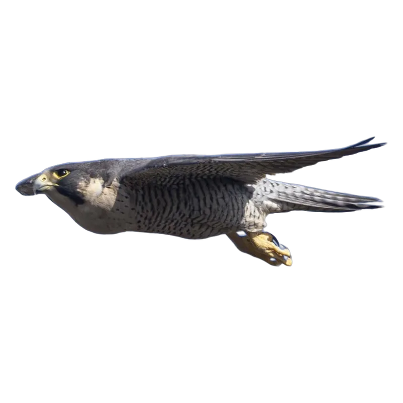Halcón peregrino (Falco peregrinus) con ojos saltones, ilustración de GabSolf