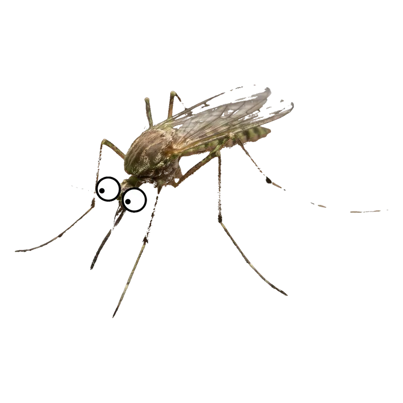 Mosquito
