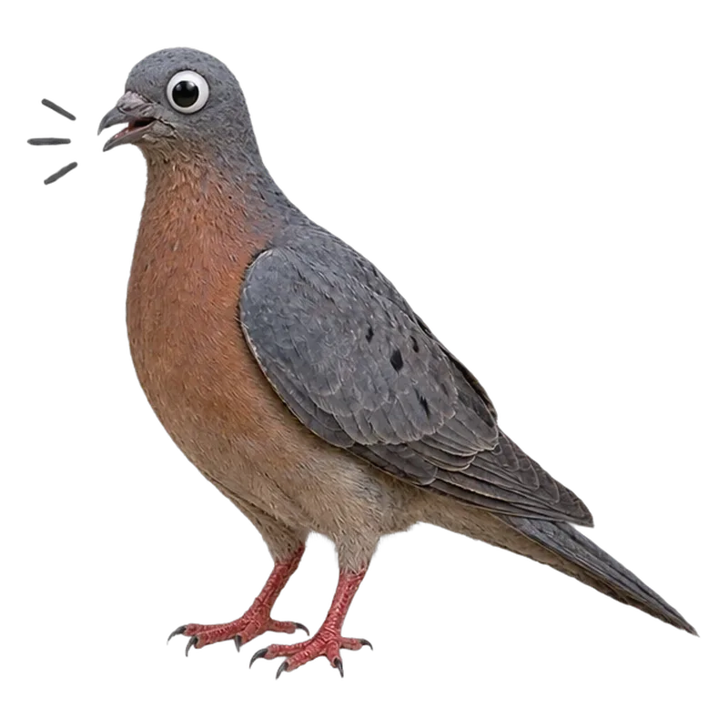Paloma migratoria