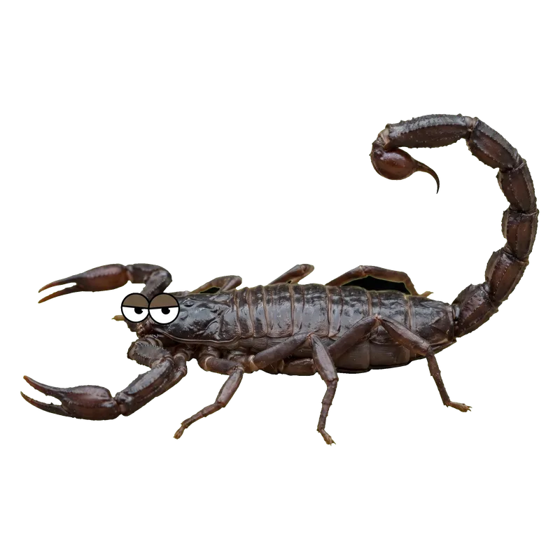 Pulmonoscorpius